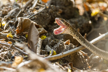 Indian rat snake (Ptyas mucosa) at Bharatpur Bird Sanctuary yawning on a trail.
