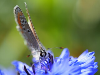 Nektar saugender Hauhechel-Bläuling (Polyommatus icarus) auf einer Kornblume (Zyane)