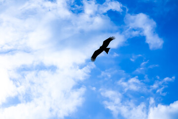 【鳥シルエット】青空を飛ぶ鳥イメージ