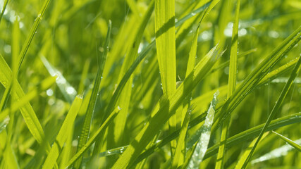 Rain with sun. Grass in water drops