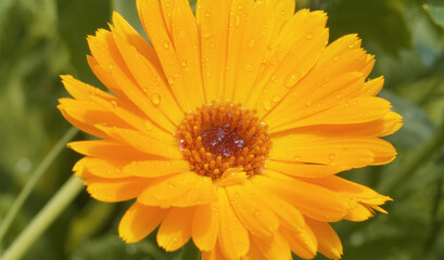 Large yellow calendula