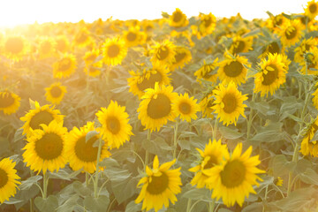 Bright golden sunflower field at sunset.
