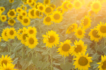 Bright golden sunflower field at sunset.