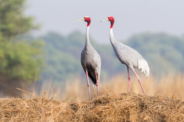 The sarus crane (Antigone antigone) courtship pair at Bharatpur Bird Sanctuary in Rajasthan, India.