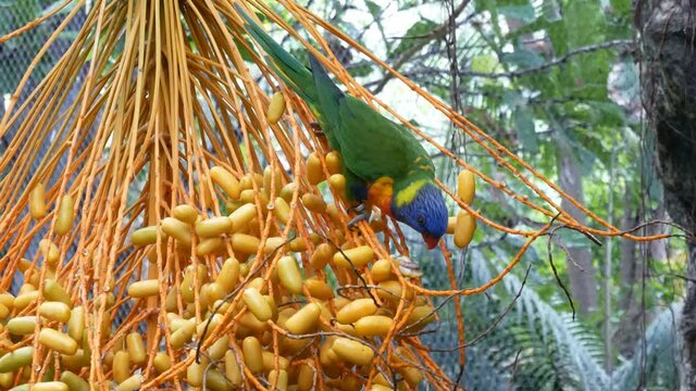 Parrot with green body and blue head eating fruits on a tree in the jungle, closeup
