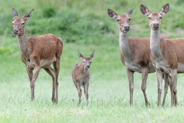 Fawn with deer females before dawn (Cervus elaphus)