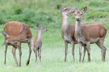 Deer female to protect the new born (Cervus elaphus)