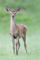 Fawn in the grass before dawn (Cervus elaphus)