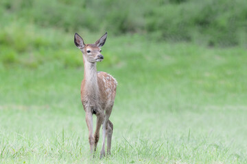Young Red deer cross Alpine prairie (Cervus elaphus)