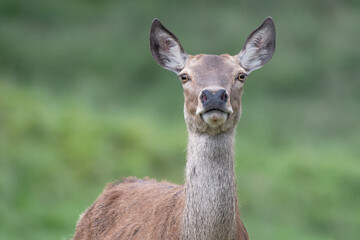 Red deer female in alert (Cervus elaphus)