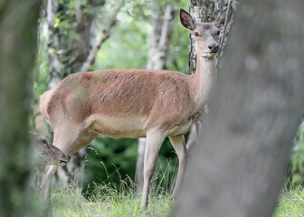 Red deer female hidden in the woodland (Cervus elaphus)