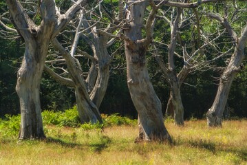 dry trees