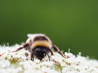 Eine Hummel beim Nektar saugen auf einer wilden Möhre