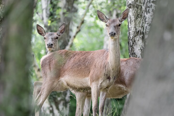 Herd of deer in the forest (Cervus elaphus)