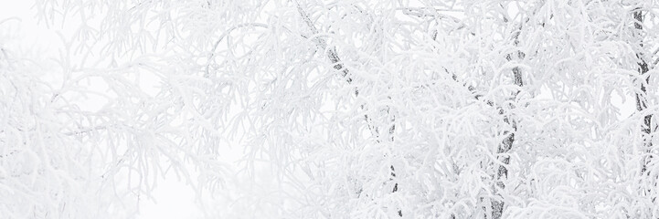 Snow and rime ice on the branches of bushes. Beautiful winter background with trees covered with hoarfrost. Plants in the park are covered with hoar frost. Cold snowy weather. Cool frosting texture.