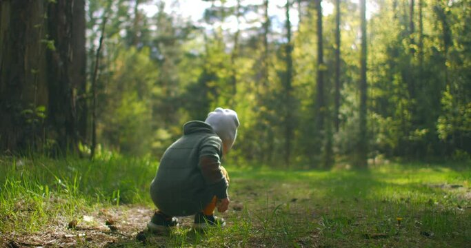 a little boy 2-3 years old collects bumps in the woods. A boy in the woods on a sunny day studies grass and plants