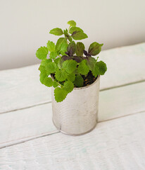 Green sprouts of seedlings of lemon balm and mint at home
