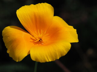 Kalifornischer Mohn (Eschscholzia californica), oder Goldmohn, Kalifornischer Kappenmohn oder Schlafmützchen im wunderschönen gelborange