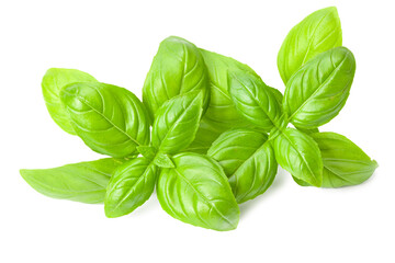 basil leaf isolated on a white background