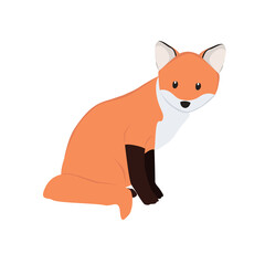 Obraz premium Fox Illustration