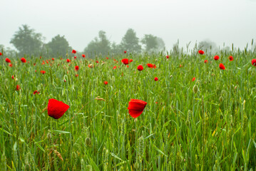 red flower poppies on a green field on a background of trees in the fog.