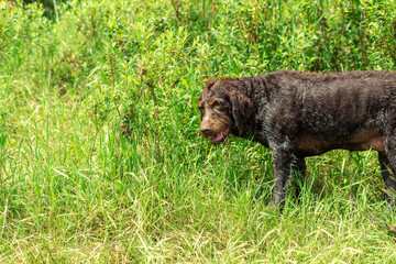 drahthaar eats grass. elderly drahthaar dog