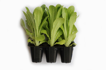Green lettuce or chicory plants in a black pot ready to transplant isolated on white background 