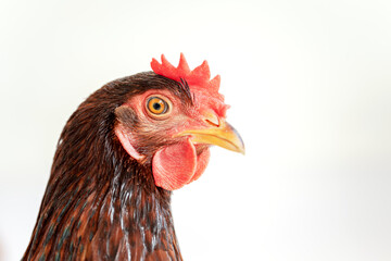 Close-up shot of brown hen's face.
