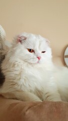 white persian cat. Close-up portrait of a cute, white fluffy cat with narrowed brown eyes.
