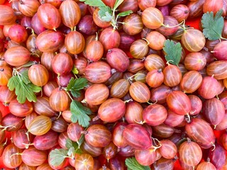 Ripe red gooseberries in a basket on an abstract surface. The concept of proper nutrition, agriculture. Free space.