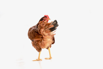 Isolated brown hen on a white background , Side view image.