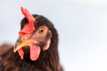 Close-up shot of brown hen's face.