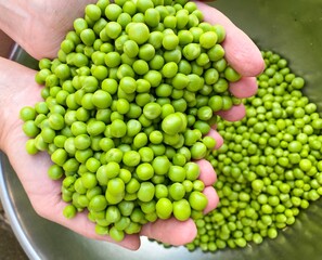 Fresh raw green peeled peas in the hands of a man. The concept of proper nutrition, agriculture.