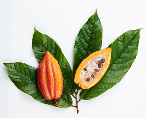 Sliced cacao pod on green leafs