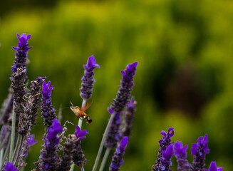 hawk bee moth