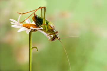 a green grasshopper sits on a daisy and heats up in the early morning