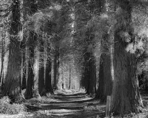 Hertfordshire - Hockeridge Woods