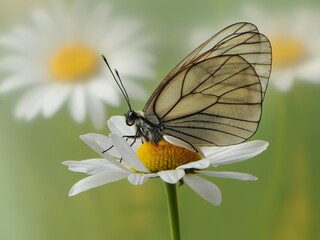 The   butterfly Aporia crataegi   sits on a summer morning on a daisy flower