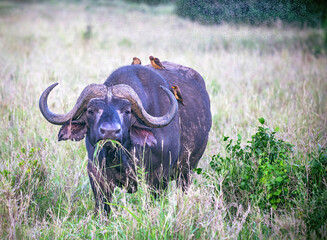 A big old  african or cape buffalo is eating grass on a open grass plain. Africa's big 5 (five) animals (Tsavo National park, Kenya, Africa).
