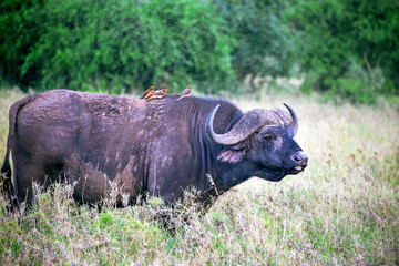 A big old  african or cape buffalo is on a open grass plain. Africa's big 5 (five) animals. Close...