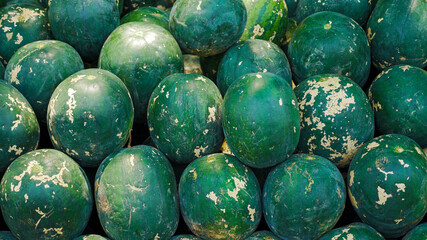Many big sweet green watermelons