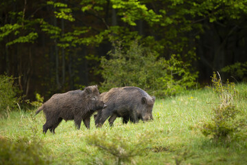 Two wild boars, sus scrofa, digging with snouts on a meadow with green grass in summer nature. Pair of mammals with dark long fur feeding on glade in wilderness.