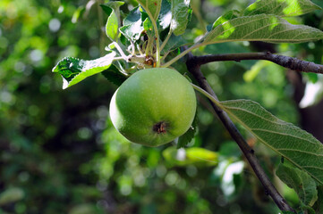 apple on tree