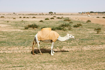 A camel stands on a parched meadow and eats grass, Saudi Arabia