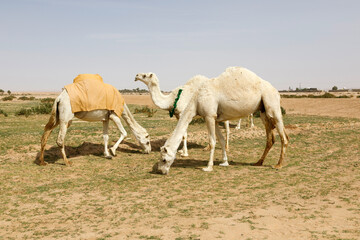 Several camels stand on a sandy meadow in Saudi Arabia and eat grass