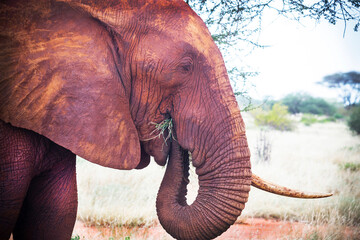 Fototapeta na wymiar African red elephant is eating grass in wildlife reserve. Portrait of elephant is in red african earth. Africa's big 5 (five) animals. (Tsavo National park, Kenya.)