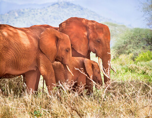 African elephants herd are on a open grass plain in wildlife reserve. Family (baby, mother, father) of elephants. Africa's big 5 (five) animals. (Tsavo National park, Kenya, Africa.)