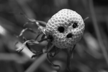 scary black and white faded dandelion