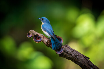 Tickell's blue flycatcher (Cyornis tickelliae) with Left eye