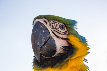 blue and yellow macaw © Restlessessence